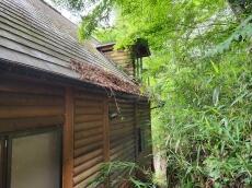 屋根　木枝　覆い被さる　雨樋　軒樋　中　葉っぱ　落ち葉