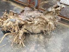 木根っこ　庭　撤去　完了