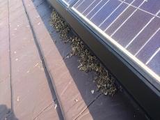 板金　樋　漆喰　太陽光発電　塗装　カバー工法　鳩対策　西尾市　吉良町　幡豆町　一色町　屋根　修理　葺き替え