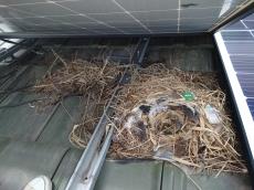 太陽光パネル　捲り　巣　複数