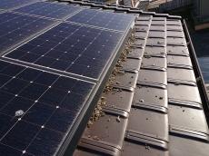 太陽光パネル下　鳩　巣　糞　かなり　ある