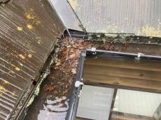 落ち葉　葉っぱ　重み　軒樋　勾配　変わる　雨水　流れず　溜まる