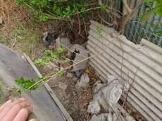 草　木　土間　コンクリート　庭