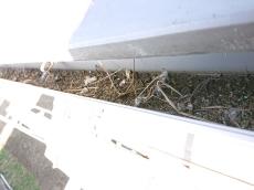 雨樋　鳩糞　大量　詰まり