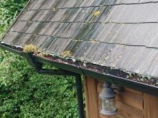 雨樋　軒樋　中　葉っぱ　草　生える