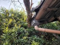 木　屋根　当たる　瓦　樋　破損