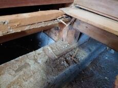 下地　和室　畳　シロアリ　白蟻　白あり　原因　腐り　痛み　床
