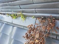 屋根　棟　のし瓦　隙間　草　生えている