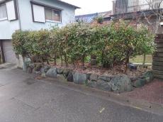 施工前　庭　外構リーフォーム　木　様子