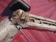 屋根葺き替え施工中　ﾓﾆｴﾙ瓦　ｾﾒﾝﾄ瓦　棟瓦　鳥の巣