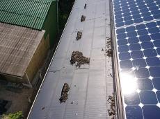 施工前　屋根　太陽光パネル　鳩糞　大量