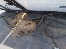 屋根　脱着　太陽光パネル　捲る　鳩　巣　糞　大量