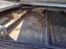 太陽光パネルの下には、巣立って現在は使用していない鳩の巣がありました。