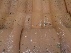 屋根瓦上にも鳩の糞が落ちていましたので、今回は丁寧に清掃をしたうえで対策を行ってまいります。