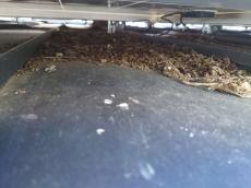 太陽光パネルの下には鳩糞が大量に蓄積していました。
暖かいパネルの下は鳩の絶好の棲み処となります。
