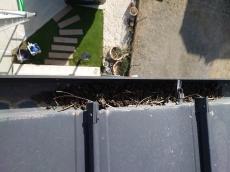 軒樋の中にも鳩糞が堆積し詰まっていました。
このままでは雨水の排水能力も落ちてしまいます。