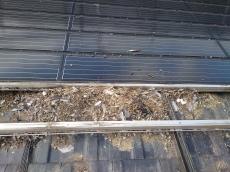 鳩の巣も大きく、住み着いている鳩の数が多いことが分かります。