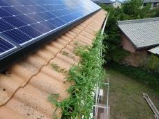 こちらが施工前のS様邸屋根の御写真です。
雨樋の中には鳩の糞が詰まっており、草が生えてしまっています。
